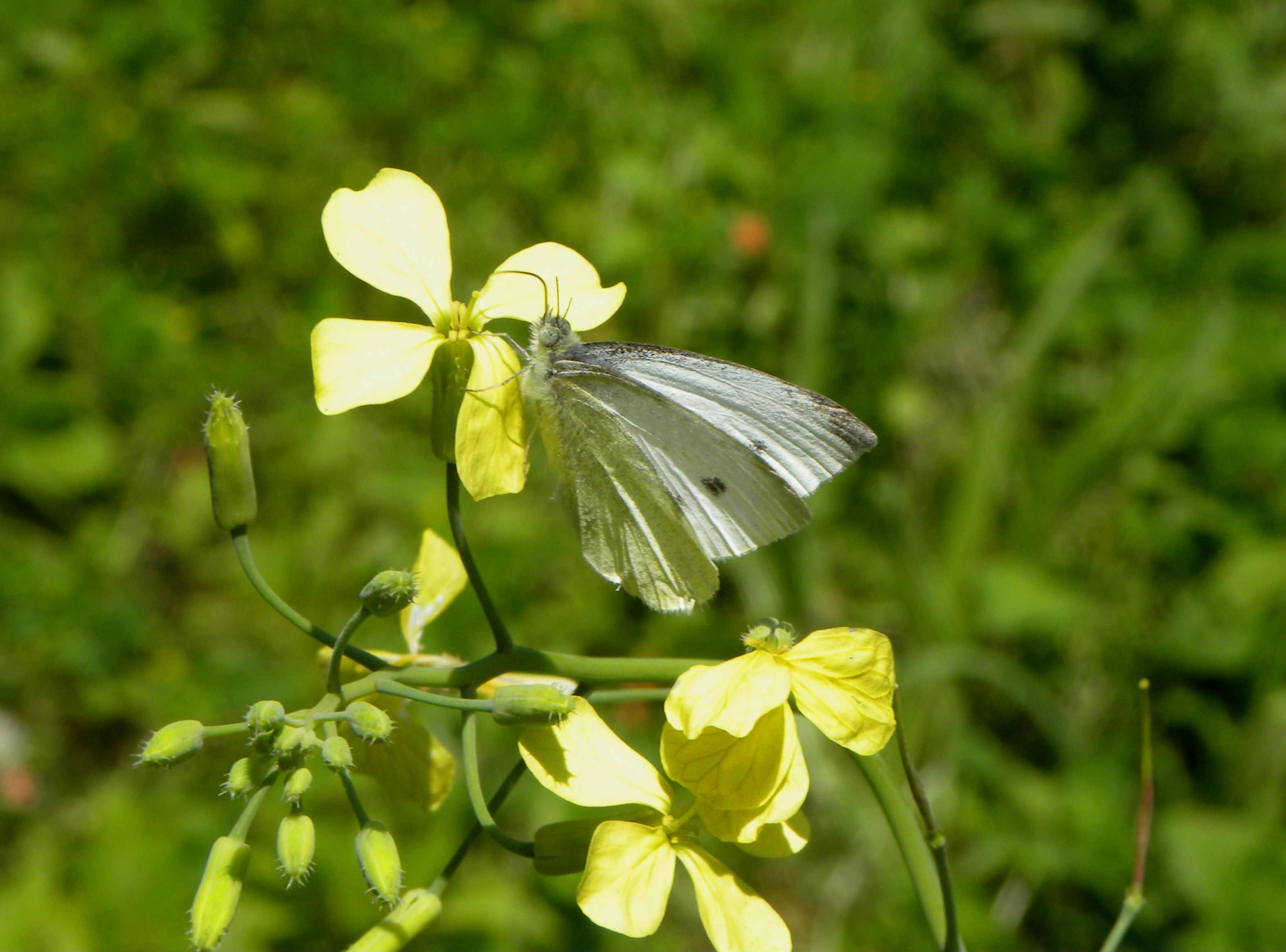 identificazione farfalla